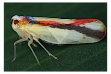 FLOW planthopper fulgoroidea fulgoromorpha insect